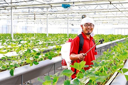 鐵元素植物營(yíng)養(yǎng)劑